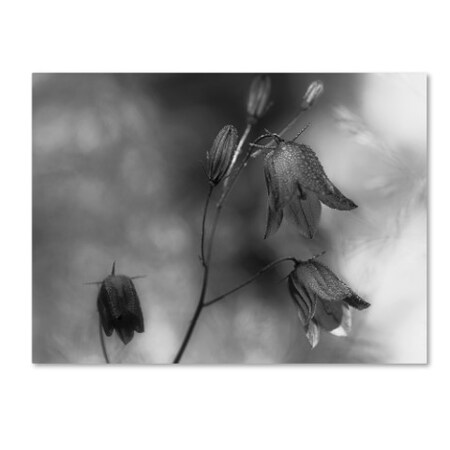 Trademark Fine Art Bjorn Emanuelson 'Monochrome Bluebells' Canvas Art, 35x47 1X00709-C3547GG